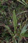 Variableleaf sunflower